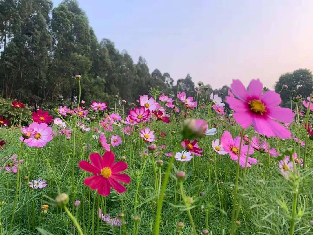 厚街這片花海刷屏,再不去看就謝了!_鳳山公園