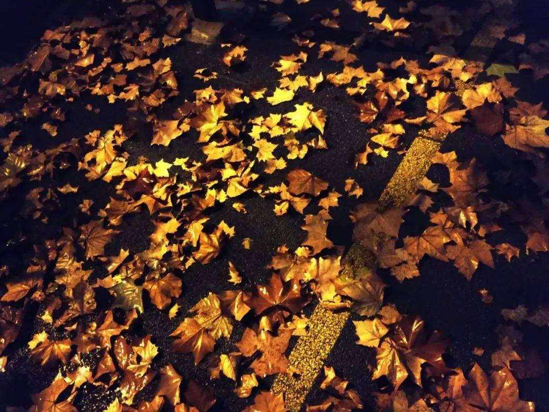 雨色秋来寒临风落梧桐作别西理的秋