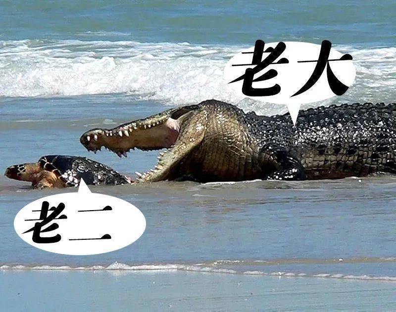 假裝會爬行 海洋爬行動物只有三種: 海鱷,海龜和海蛇.