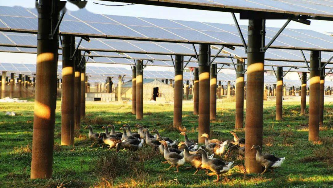 铁杆庄稼里养牛鸭万年农光互补照亮扶贫路