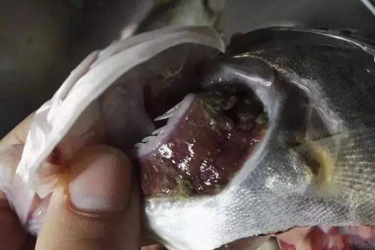 鱼类鳃隐鞭虫病体表和鳃部均无明显病症只是表现粘液较多