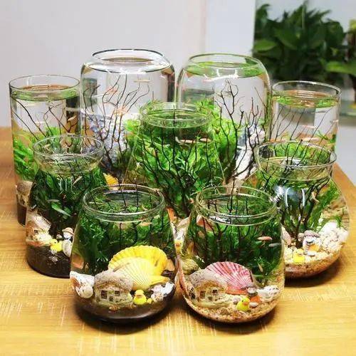 与自然有个约会多肉生态鱼缸diy悦享周末时光