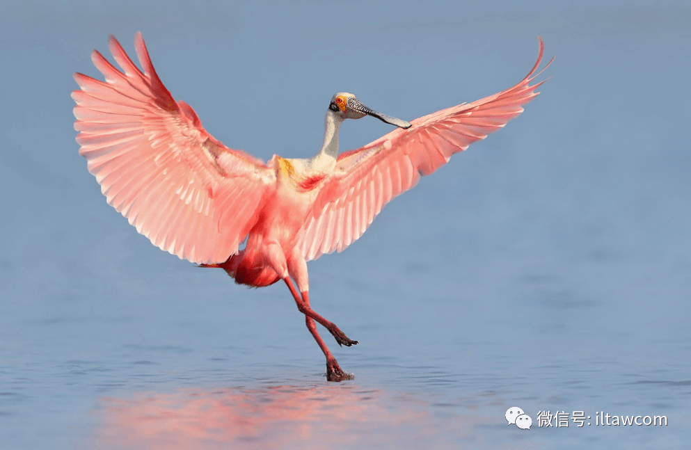长着匙状大嘴的涉禽-琵鹭