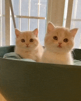 279_348竖版 竖屏gif 动态图 动图