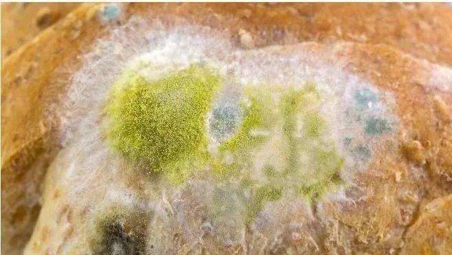 走开米酵菌酸黄曲霉毒素