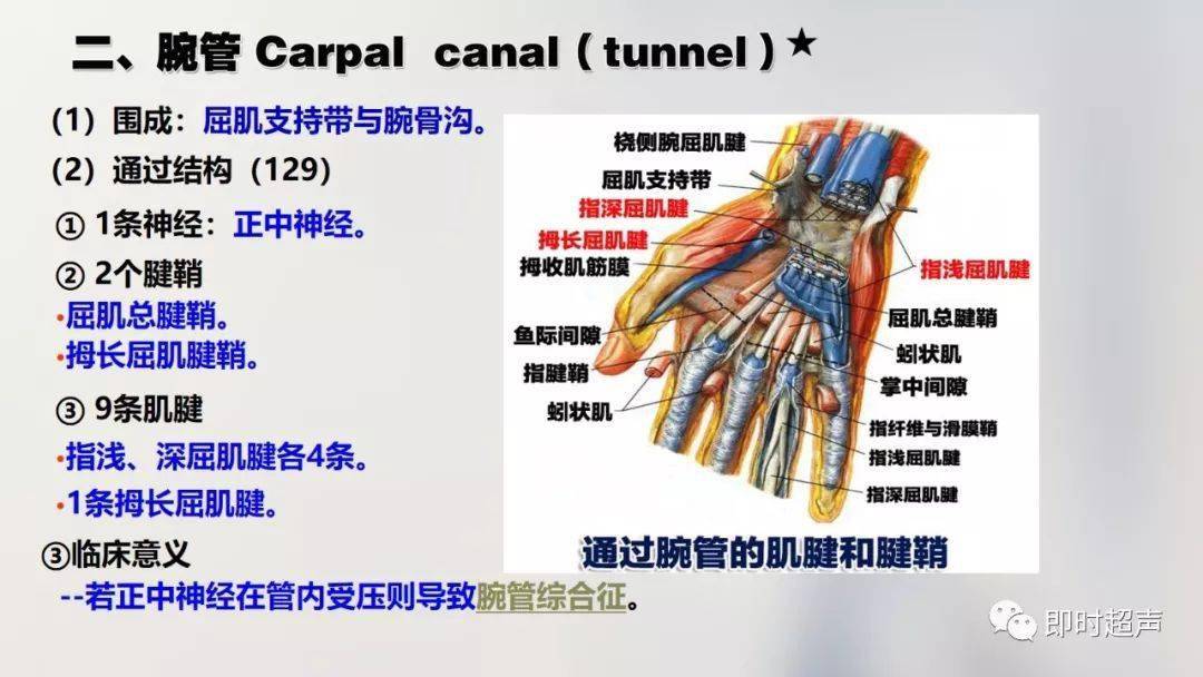 經典珍藏版70張超詳細上肢解剖圖示註解