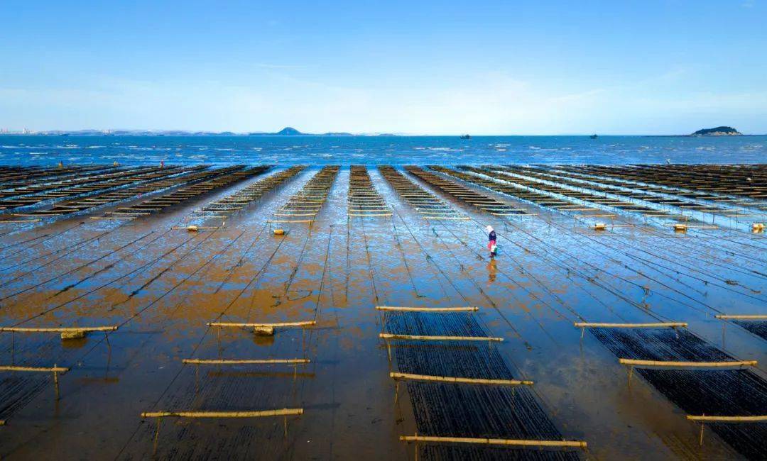 《紫菜丰收》林喆(1902)