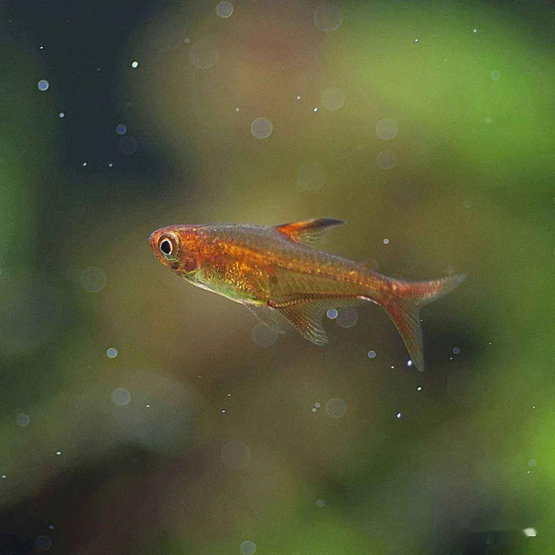 喷火鱼能在水中喷出蓝色火焰实则另藏玄机