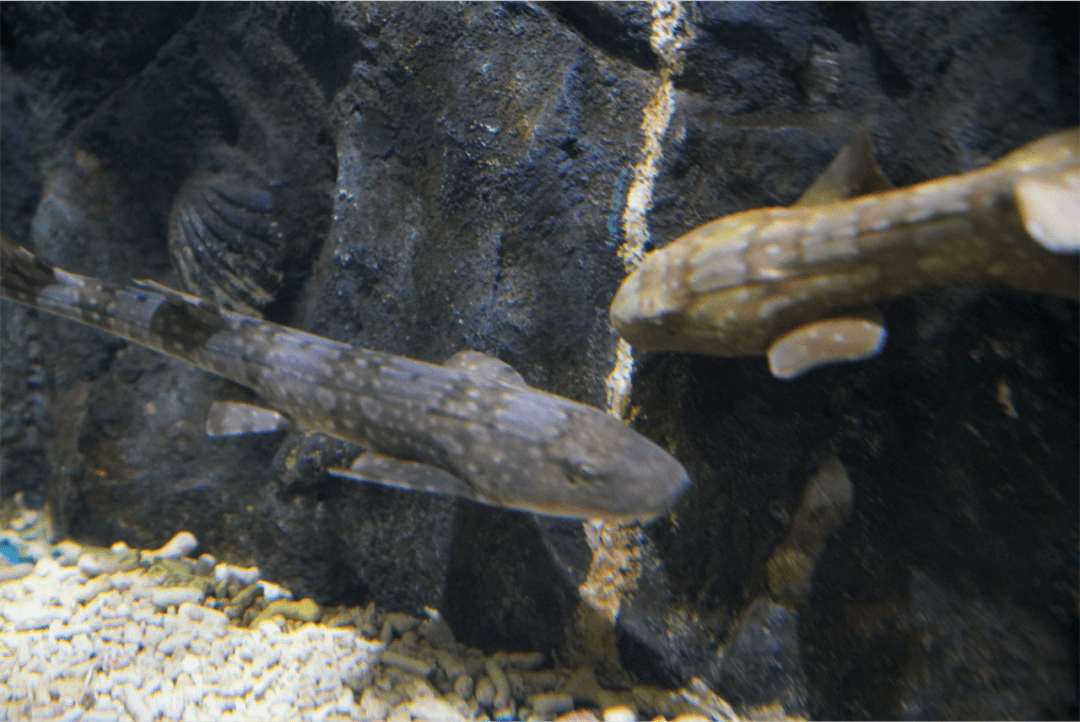 小猫鲨出海周末撸鲨约起