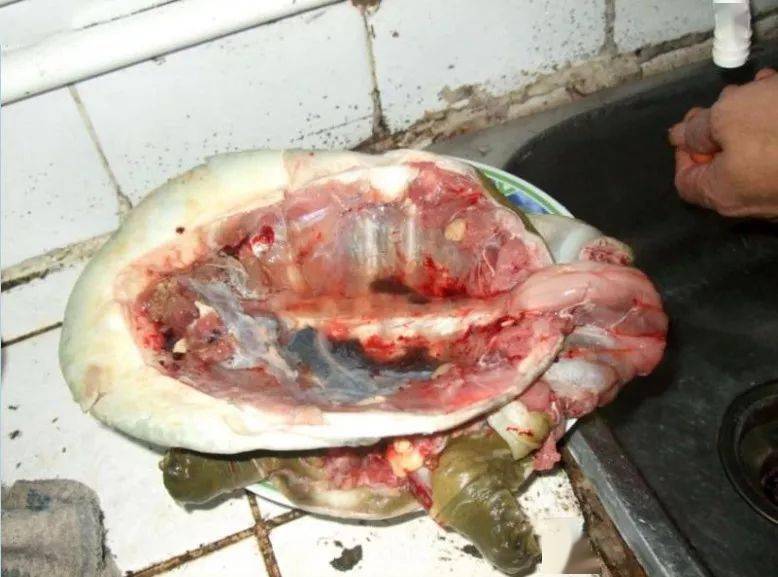 我是如何钓甲鱼的钓到后一定要加以品尝