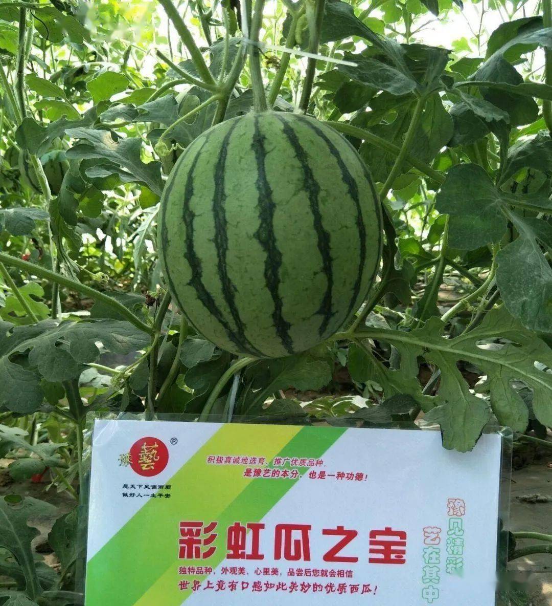 彩虹瓜之宝彩瓤西瓜开创者