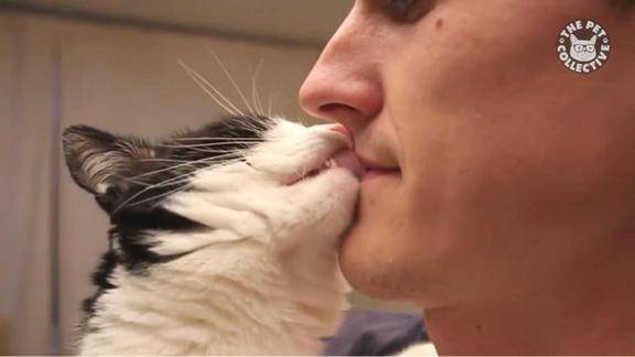 好可爱的小花猫,居然和主人舌吻