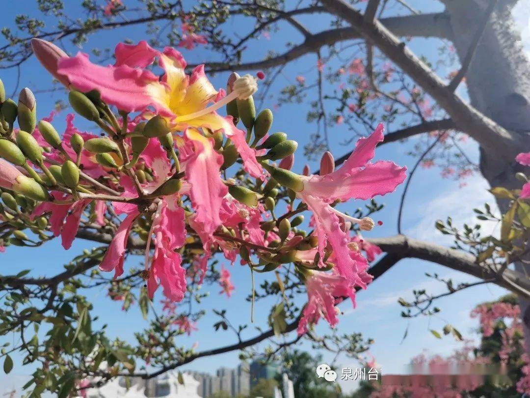 海丝艺术公园的樱花木棉已经开好了你来吗