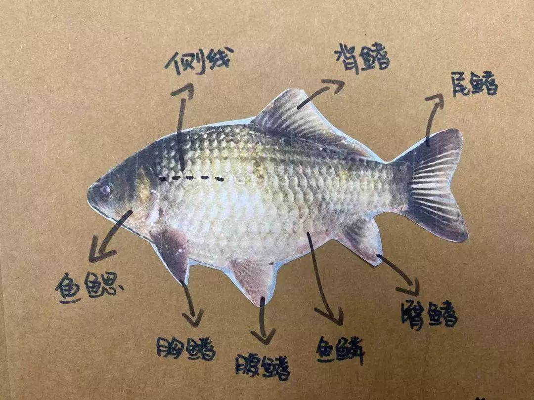 鱼的组成部分身体图片