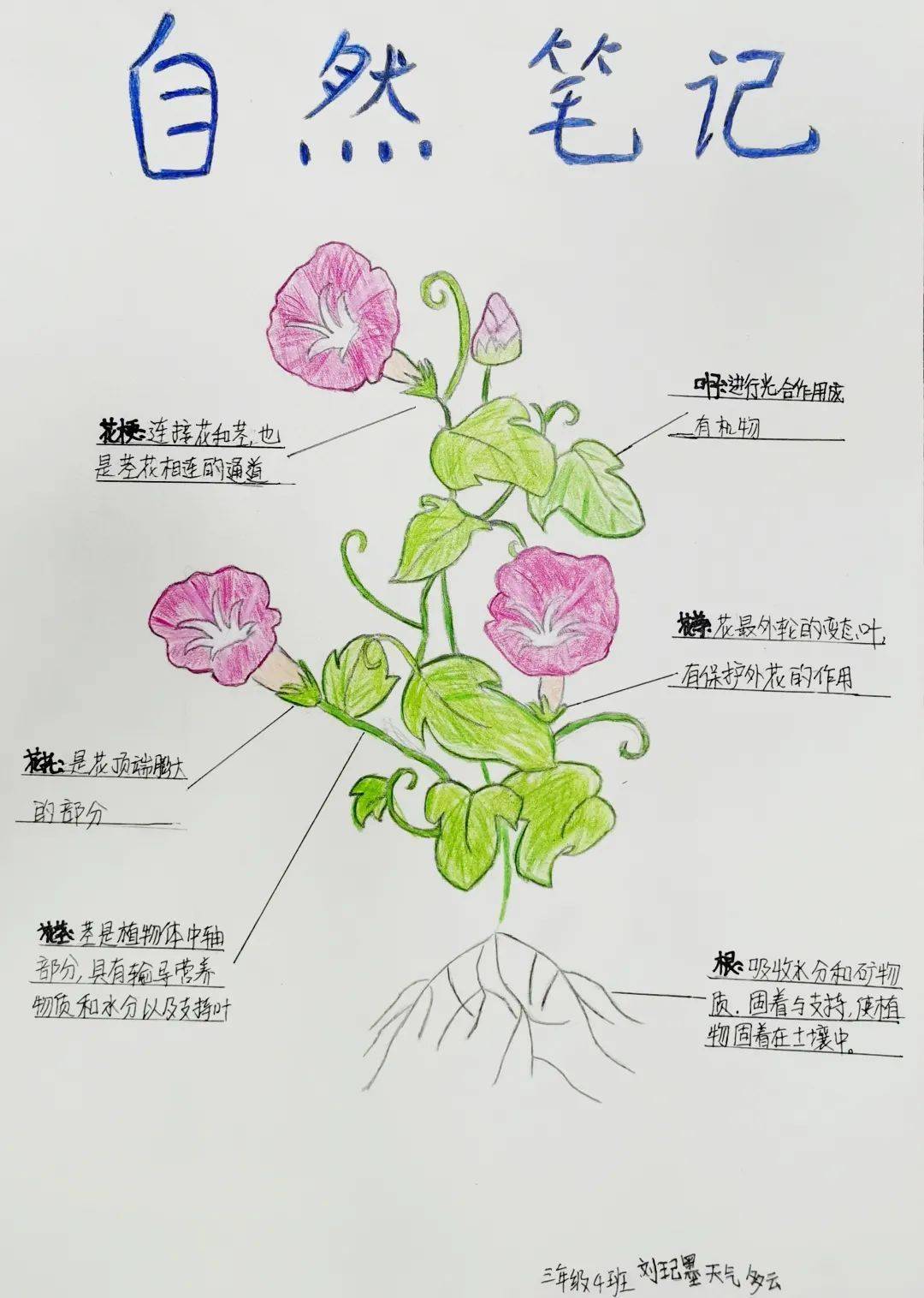 牵牛花植物记录卡图片