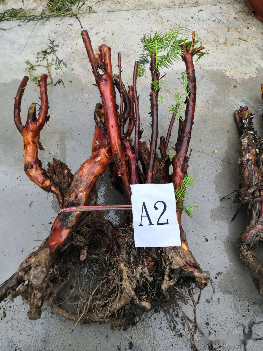 经鉴定,被盗挖的41株野生植物中35株为黄杨,6株为野生粗榧(水柏子)