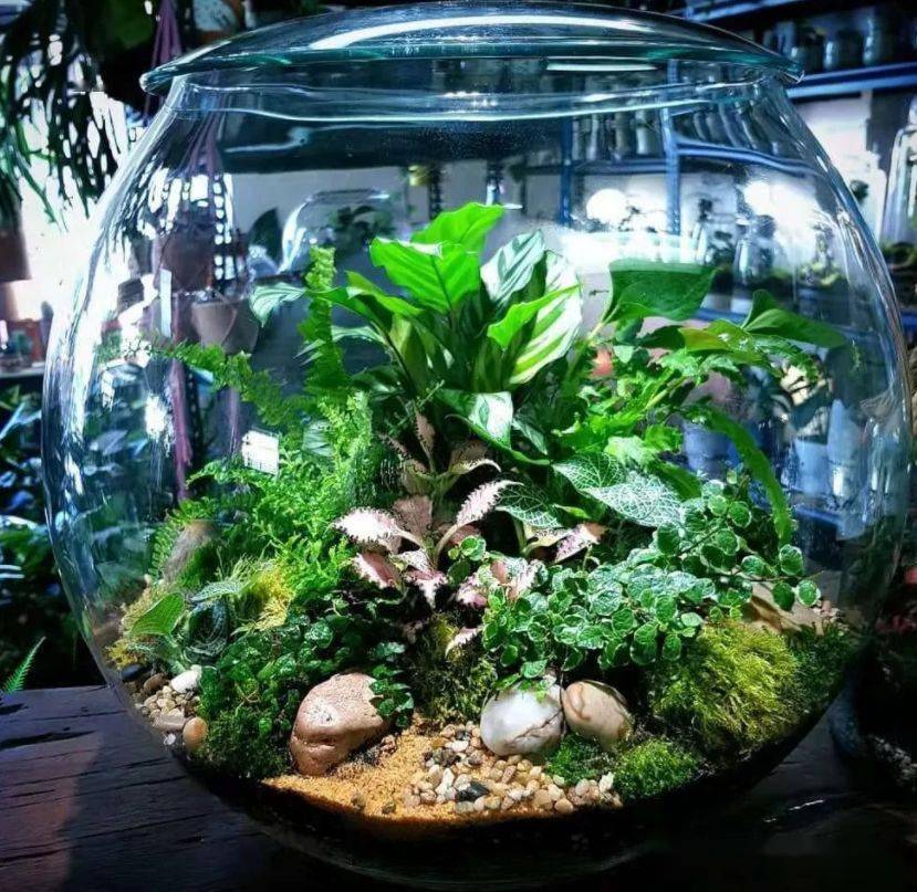 苔藓玻璃瓶微景观作品欣赏