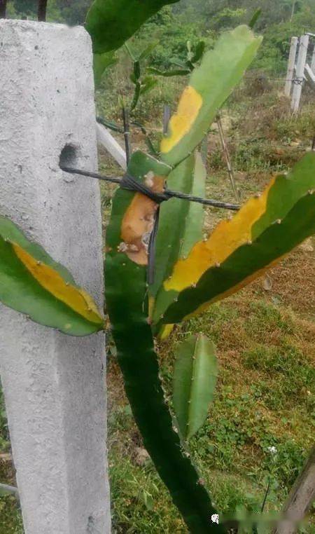 一些火龙果园因平时田间管理粗放,很容易受低温冻伤以及气温的冷热