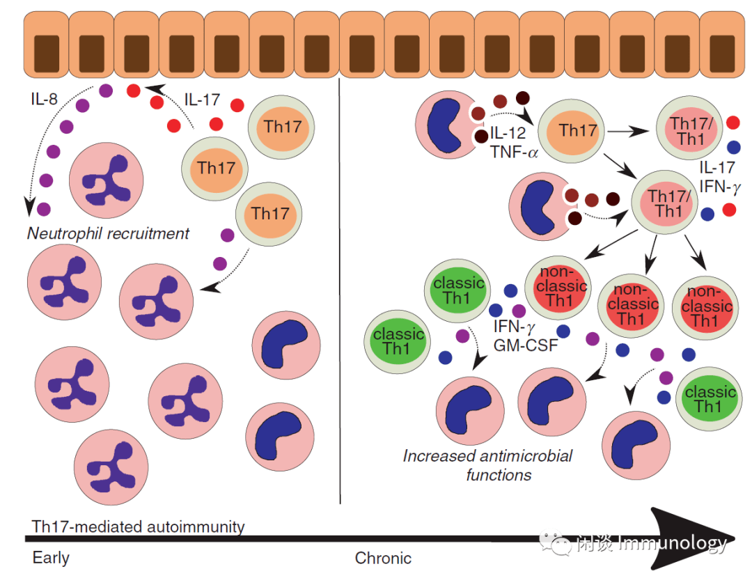 善变的th17顽固的自免疾病