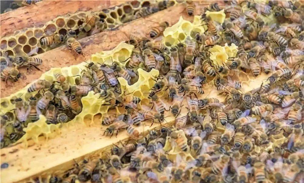如何让蜜蜂安全过冬