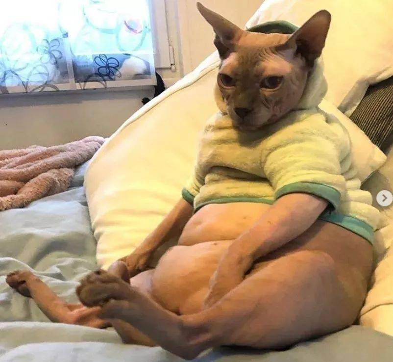 别的猫胖还可以说是毛茸茸无毛猫一旦胖起来这画风