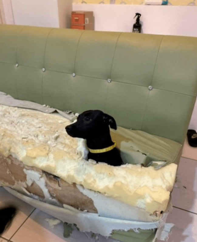 狗狗把沙发掏了个大洞,看到主人回来瞬间石化:是沙发先动的手……_都