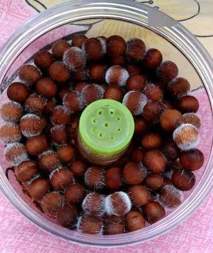 一冷了就长毛的木头你们见过吗