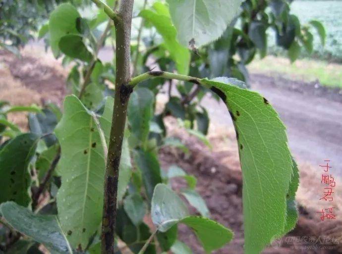 抓住关键时期防好梨树黑星病