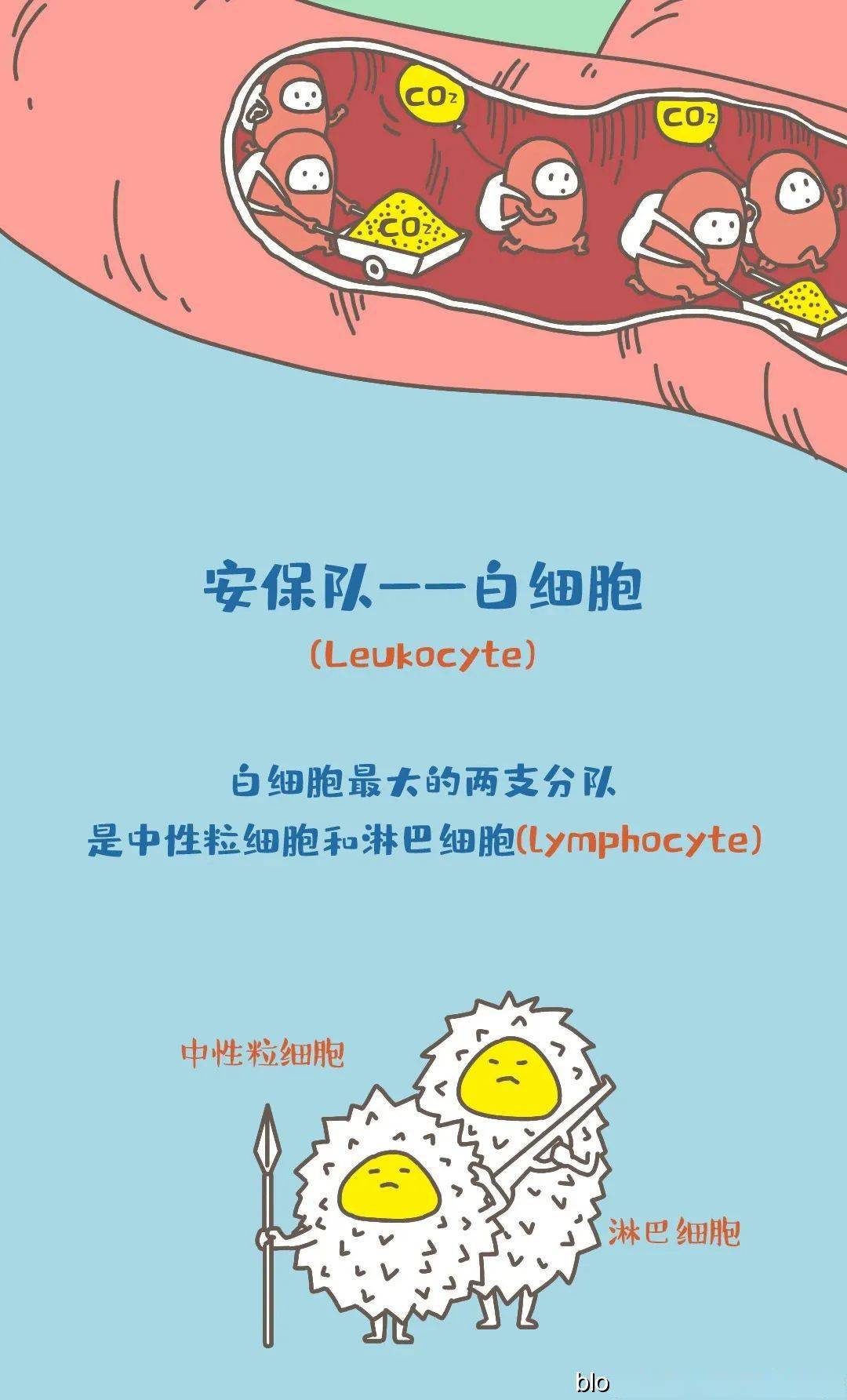 血液科普漫画我们的血液