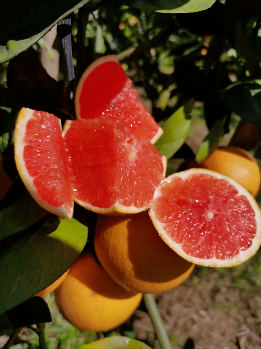 德保:红肉脐橙在都安乡巴荷村陇络屯,距离省道2公里.