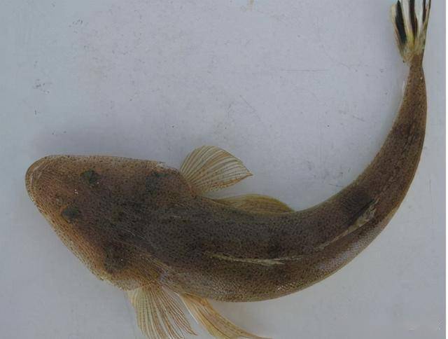 此鱼长相丑陋,我国3元1斤很少人吃,出口日本成"高档鱼"_狗腿子