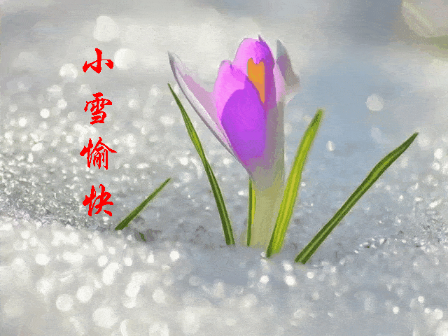 今日小雪把最美好的祝福送给您