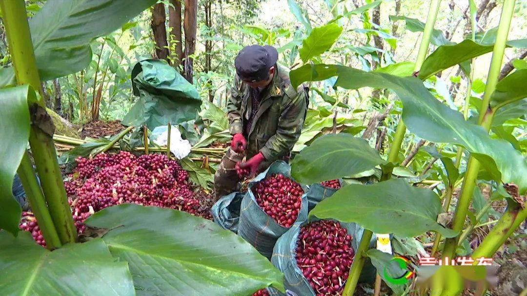 草果丰收季各路神仙在采收路上各显神通