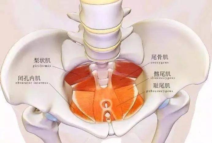 尾椎骨突出是什么原因图片