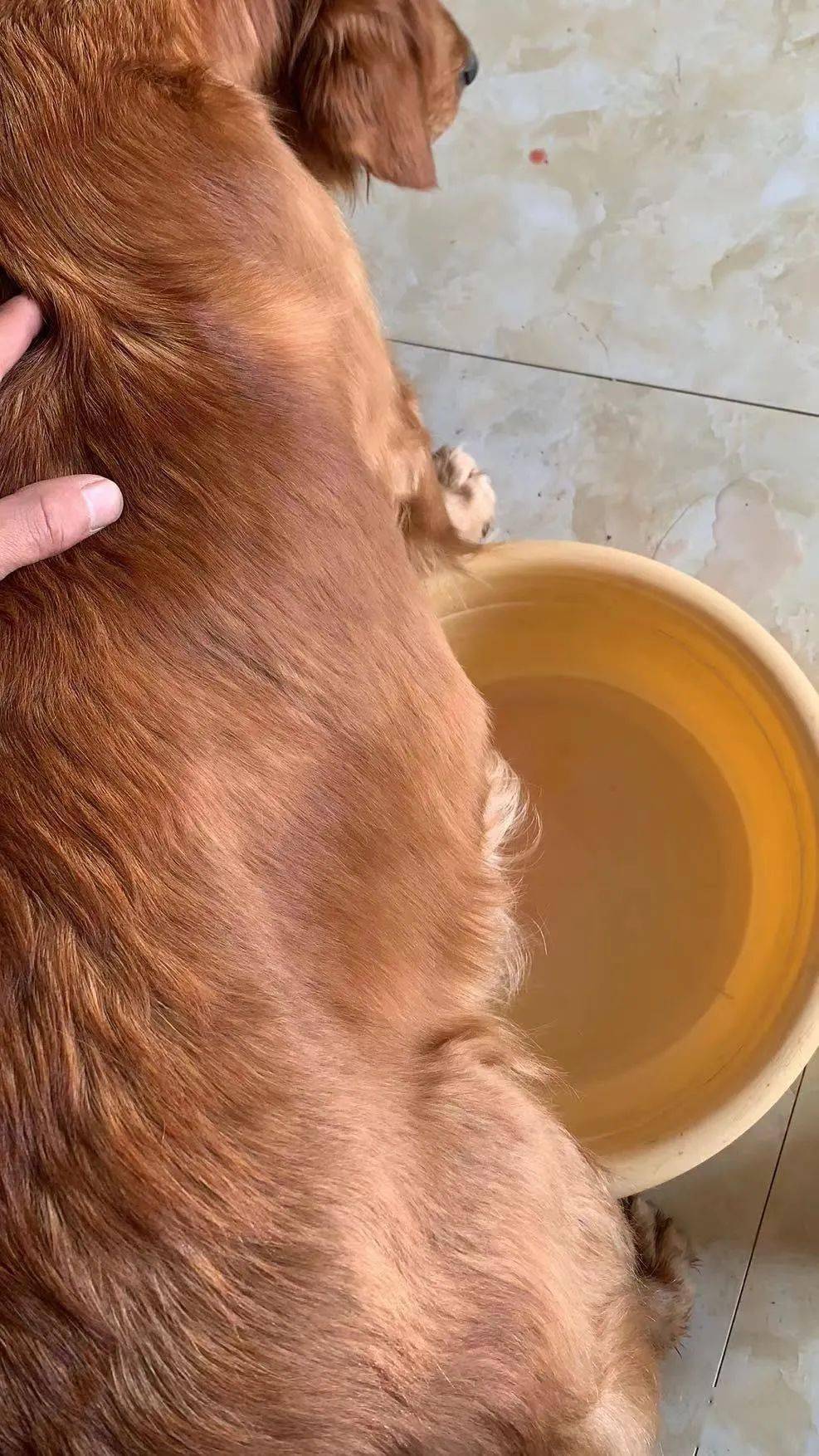 群友求助:金毛犬寄养后确诊"腹水",急寻救治方法【狗友群】