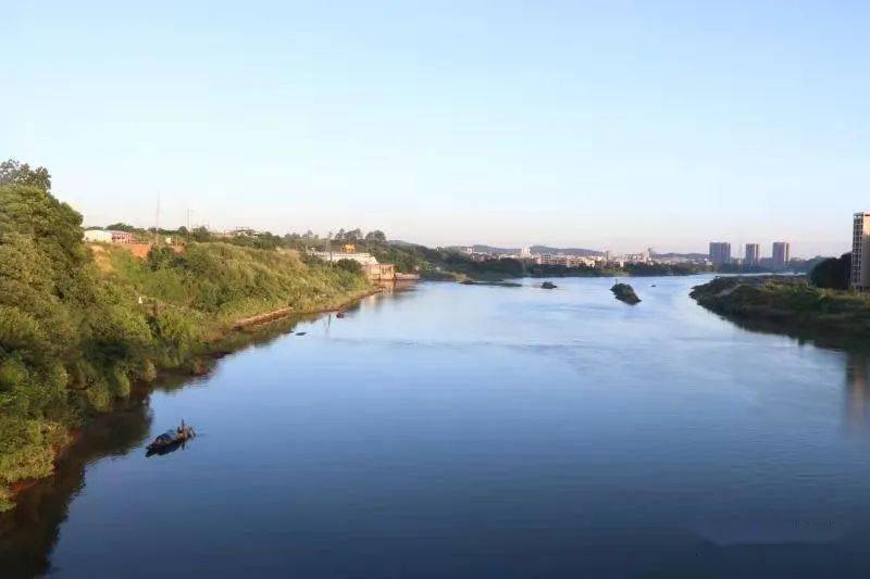 白鹭飞来随处停耒河禁捕后见闻