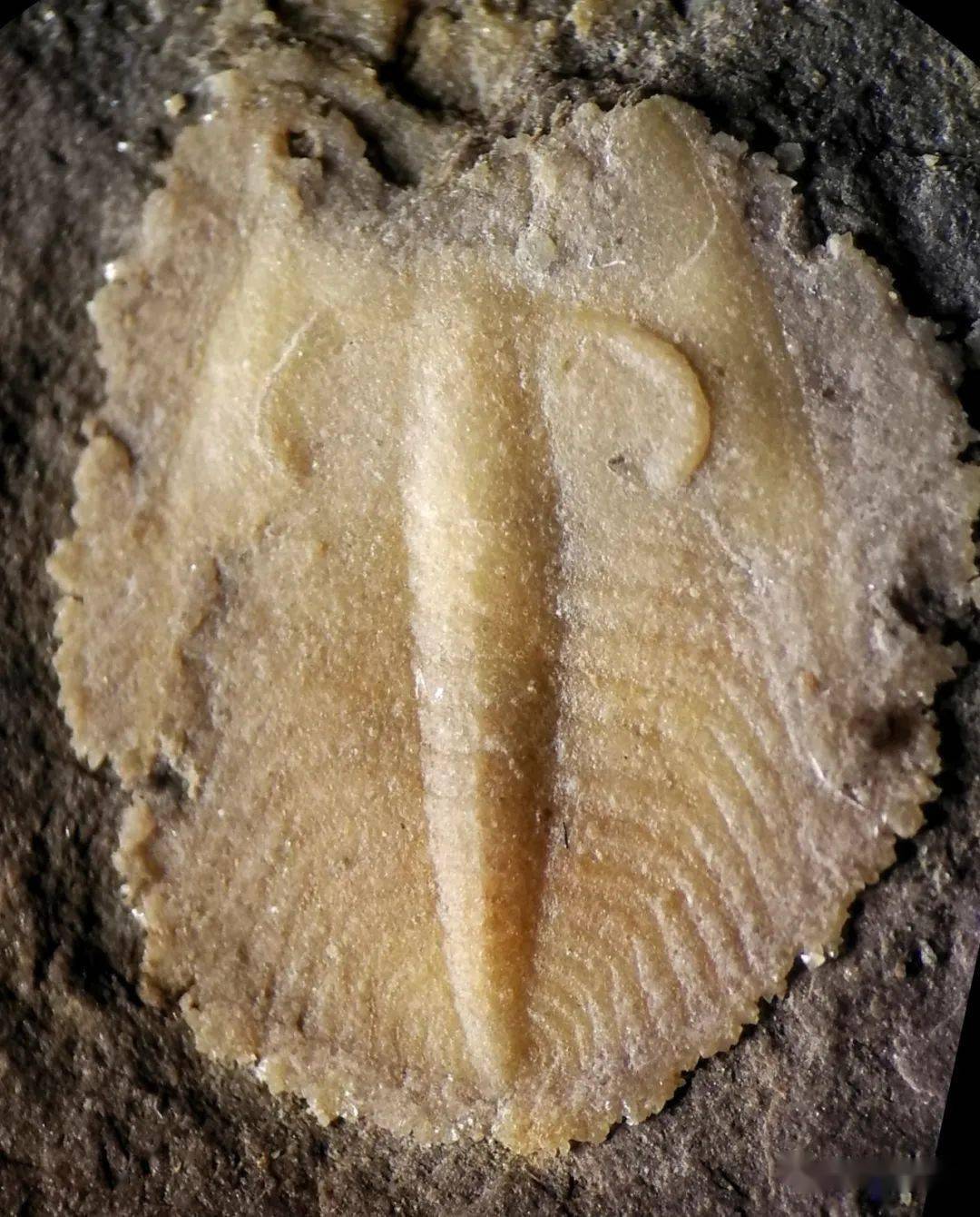 图鉴099耳形范特西虫phantaspisauritus