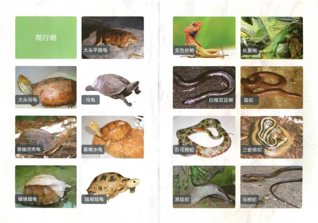 世界濒危动物名单图片