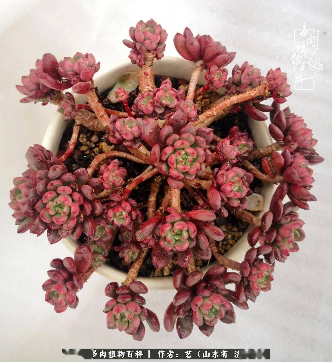 天凉好个秋,多肉们盛装出席秋日盛宴!