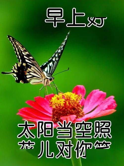 最新版非常漂亮的早上好表情图片 温馨早安心语语录