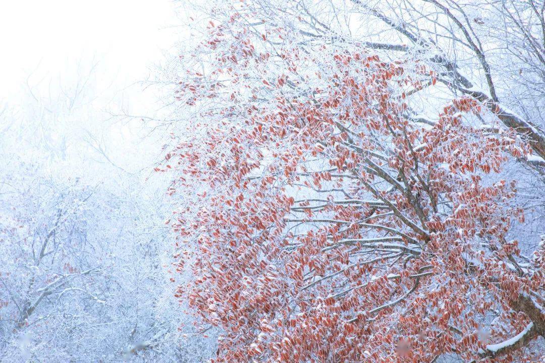 汉阴擂鼓台雪景图片