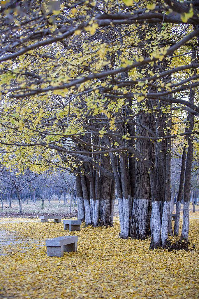 小雪节气里银杏金黄古林美景中游人陶醉