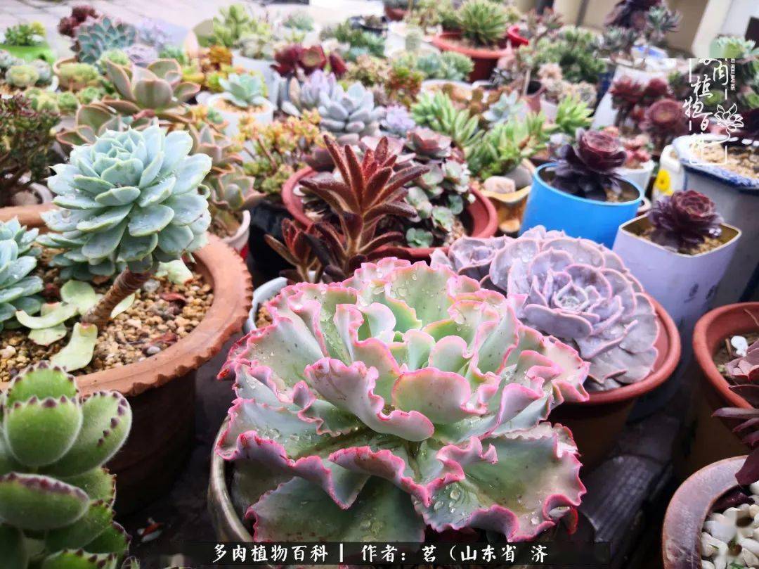 天凉好个秋,多肉们盛装出席秋日盛宴!