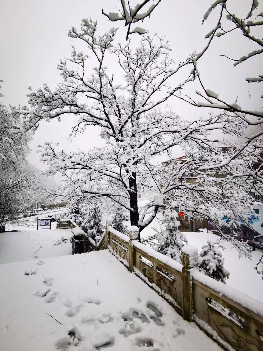 三门峡这些地方下雪了银装素裹附视频