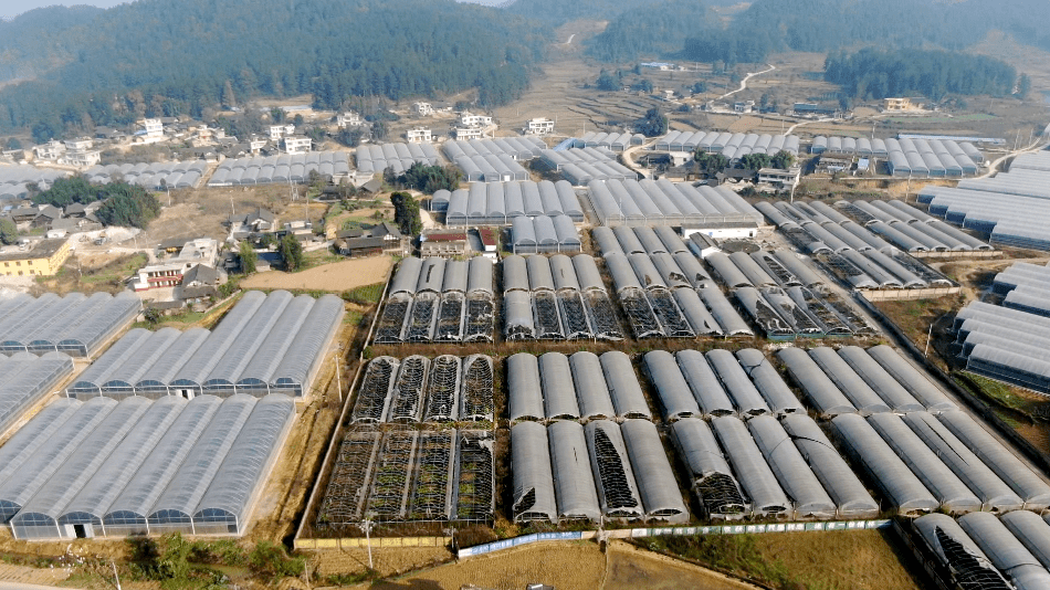 楠木渡镇:坝区建起菜篮子 村民鼓起钱袋子