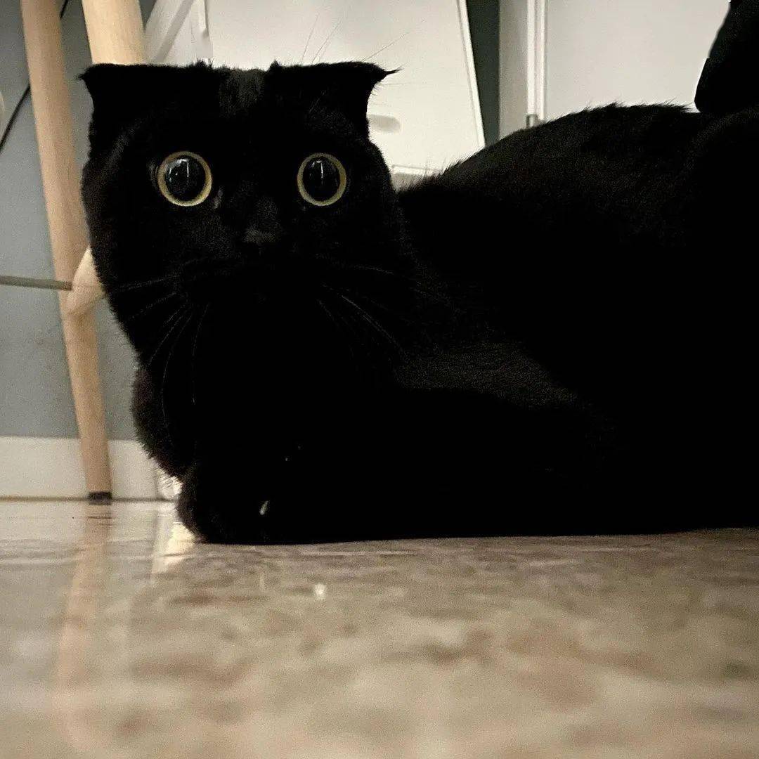 黑猫眼睛放光表情包图片