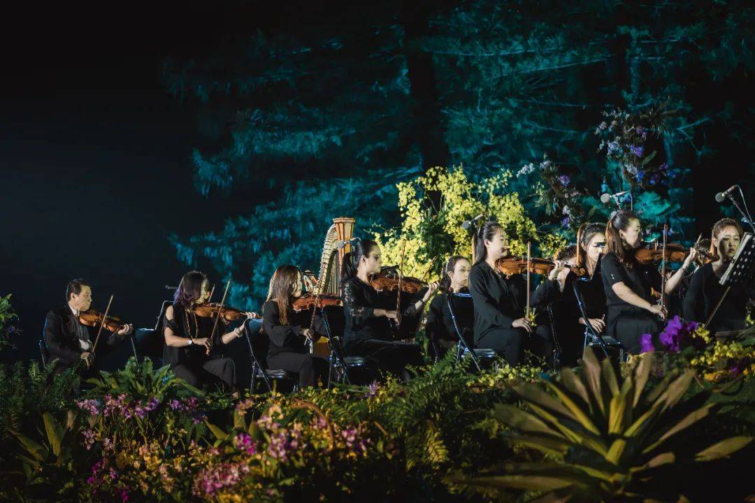 三天音乐盛宴罗湖这场森林音乐会你去了吗多图来袭