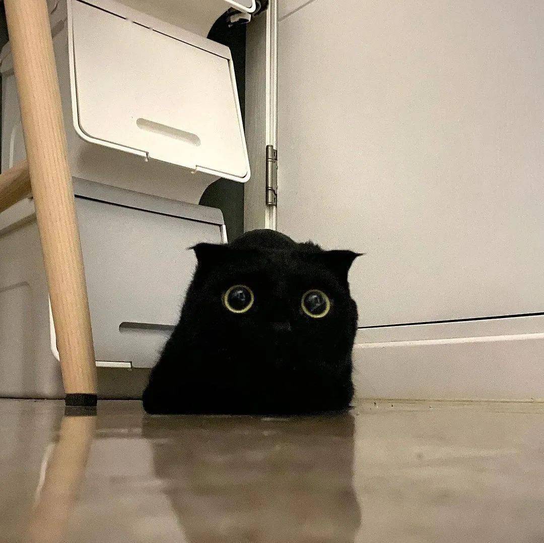 也只能拍到一团黑里漂浮着两颗明亮星星,完全看不清黑猫是什么表情