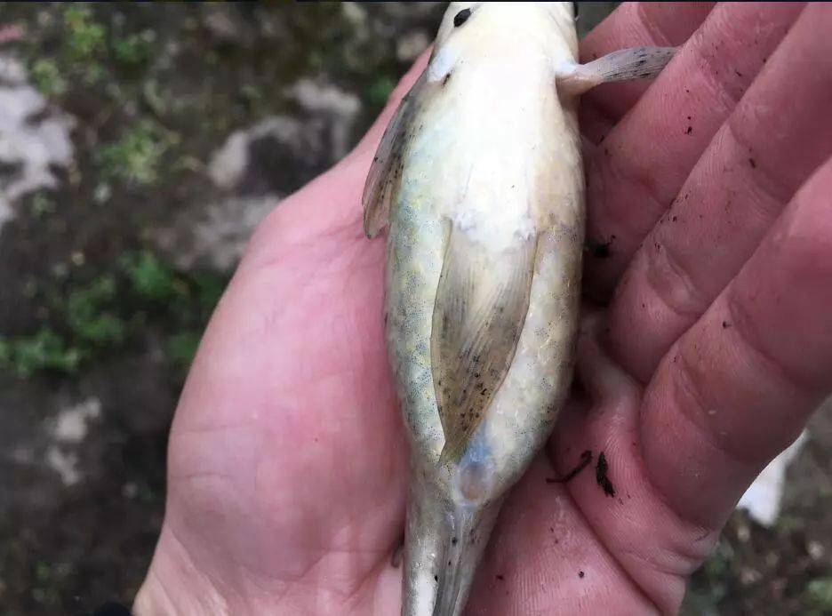 用這種笨辦法,立刻區別土鯽,銀鯽和工程鯽_鯽魚