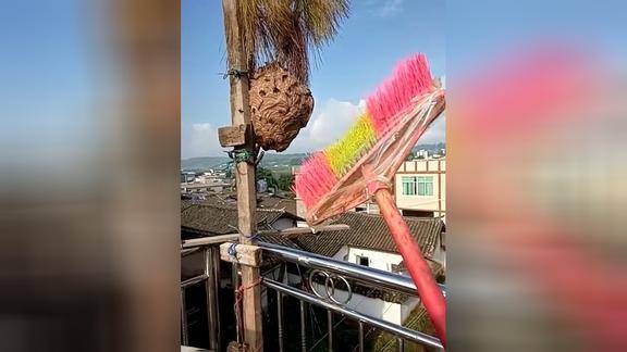 女子捅马蜂窝,被马蜂一路追